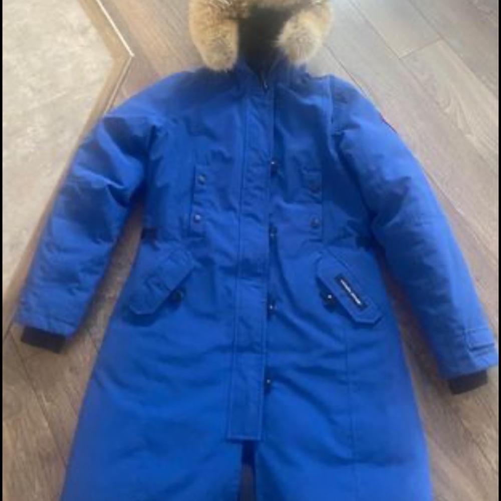 Canada goose